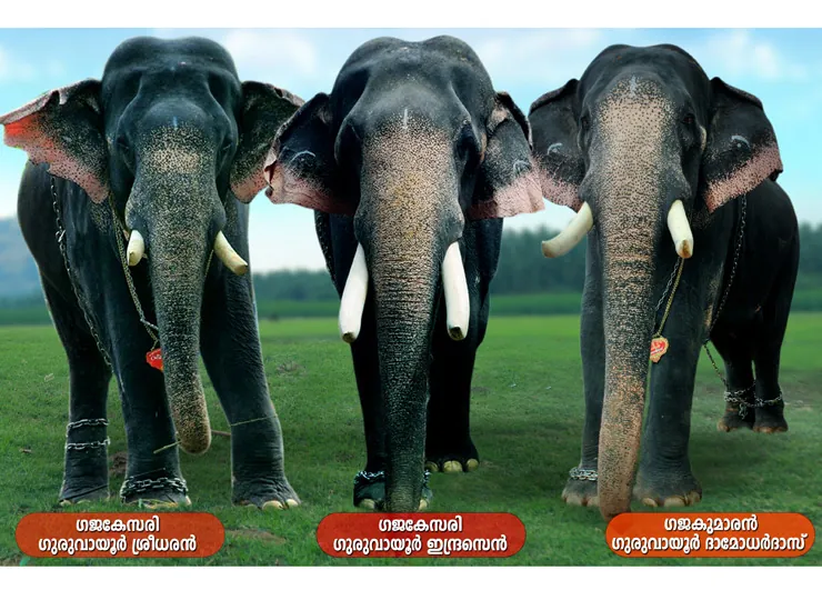 Famous Kerala Tuskers