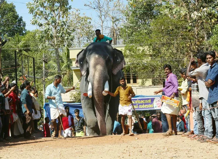 Thazhuthala Gajolsavam photo 16